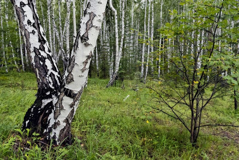 Mixed pine and birch forest in summer royalty free stock photo