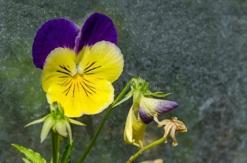 Mixed of purple and yellow color pansy, Viola altaica or dog-violet flower in glade with yellow pollen