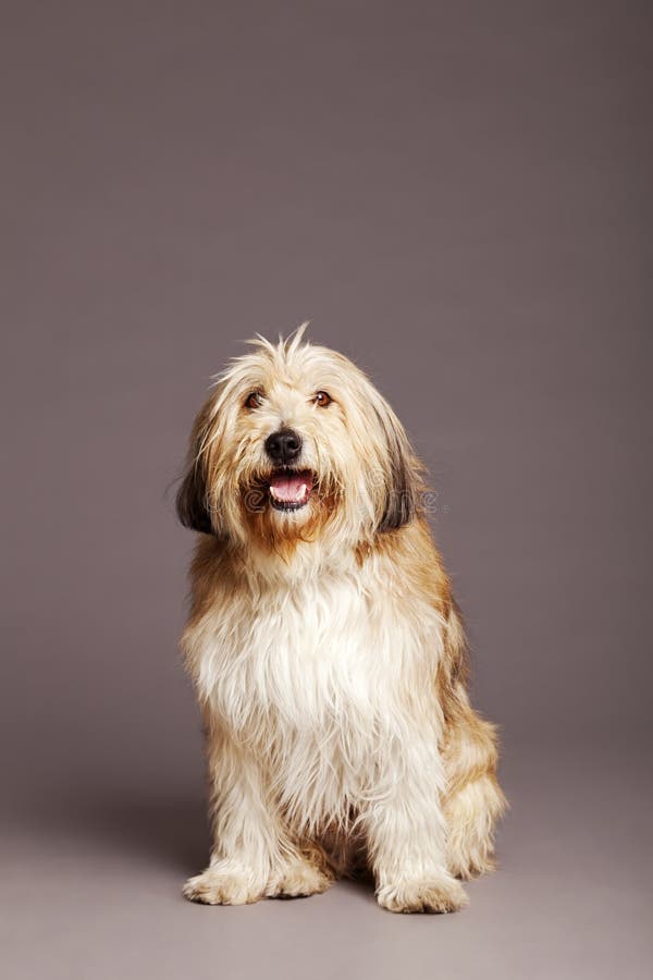 MixedRace Dog Studio Portrait Stock Image Image of domestic, expression 30883127