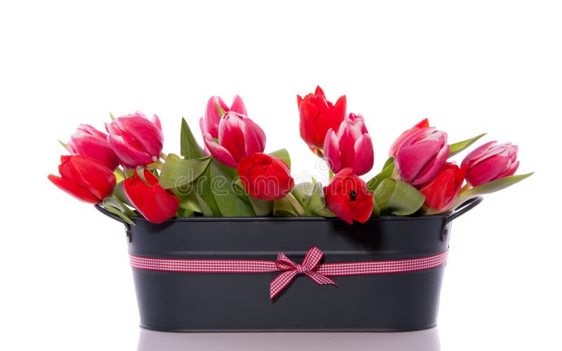 Mixed red pink tulips