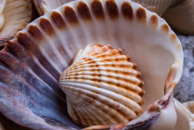 Mixed sea shells of many types and sizes as background