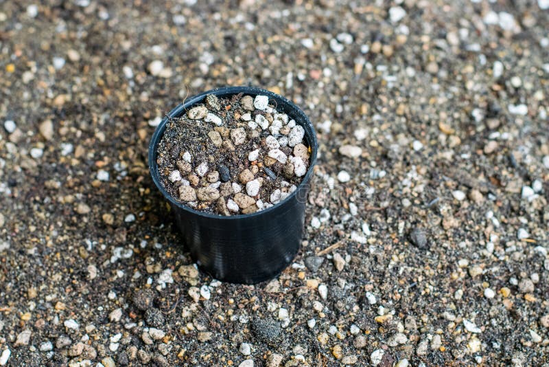 Mixed Soil for Growing Cactus Stock Photo Image of pattern, natural