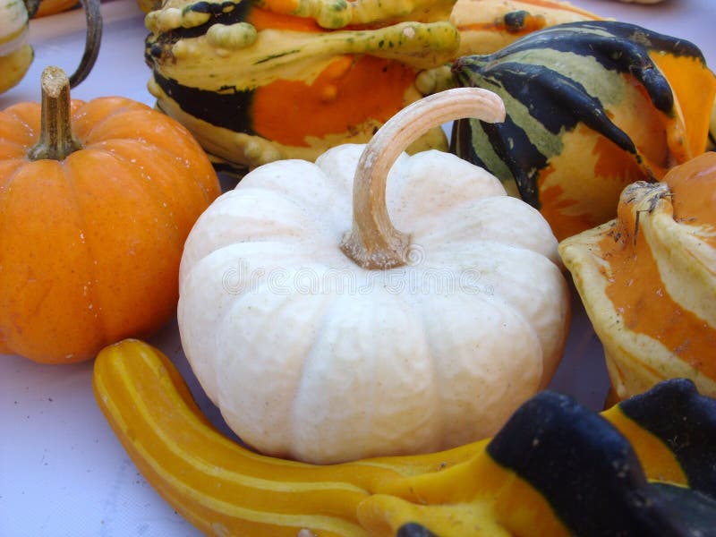Mixed Squash and Gourds stock image. Image of pumpkins 12307065