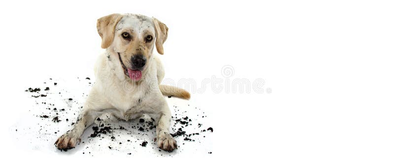 MIXEDBRED SPORCO DIVERTENTE DORATO O LABRADOR RETRIEVER E CANE DEL MASTINO, DOPO GIOCO IN UNA POZZA DI MUD, FACENTE FRONTE COLPEV fotografie stock libere da diritti MIXEDBRED SPORCO DIVERTENTE DORATO O LABRADOR RETRIEVER E CANE DEL MASTINO, DOPO GIOCO IN UNA POZZA DI MUD, FACENTE FRONTE COLPEV fotografie stock libere da diritti