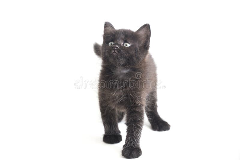 Mixedbreed Kätzchen der schwarze Katze isoliert auf Weiß lizenzfreies stockfoto