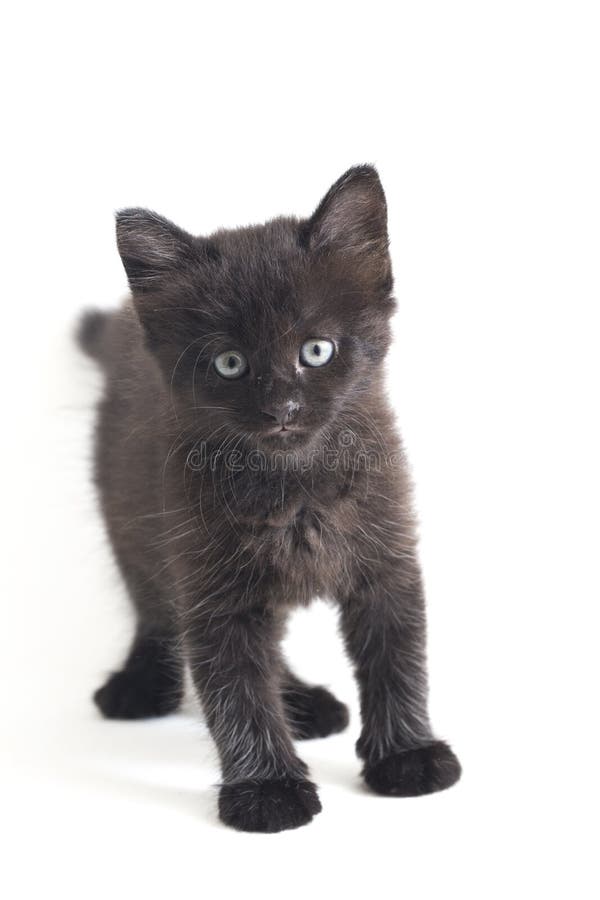 Mixedbreed Kätzchen der schwarze Katze isoliert auf Weiß stockfotografie
