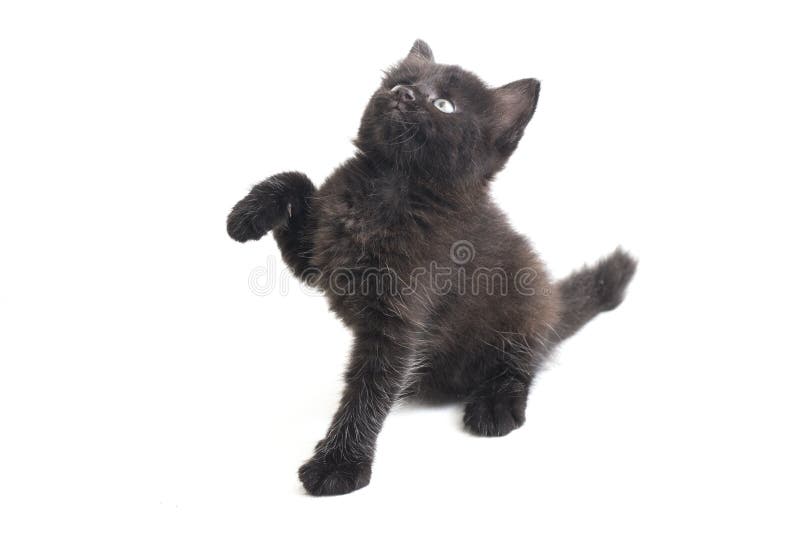 Mixedbreed Kätzchen der schwarze Katze isoliert auf Weiß lizenzfreie stockfotos
