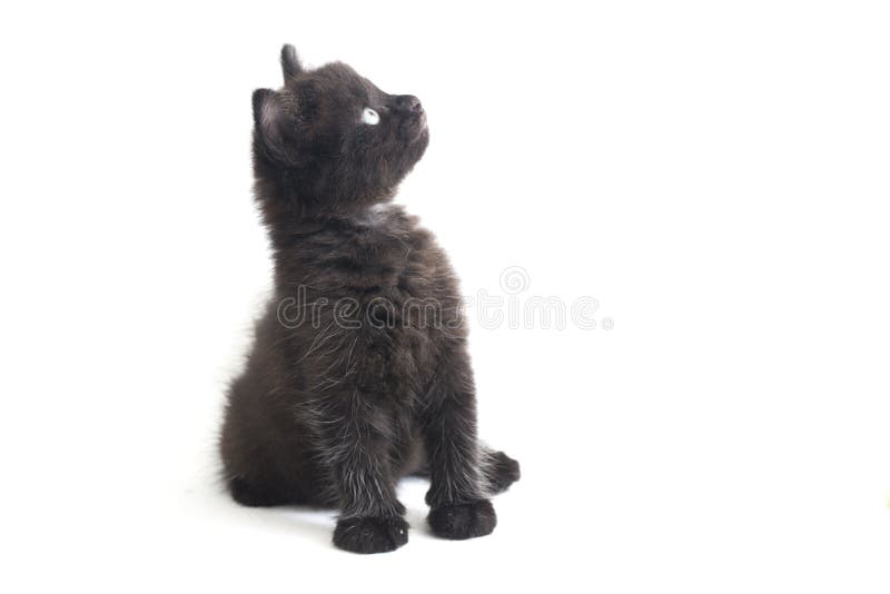 Mixedbreed Kätzchen der schwarze Katze isoliert auf Weiß stockfoto