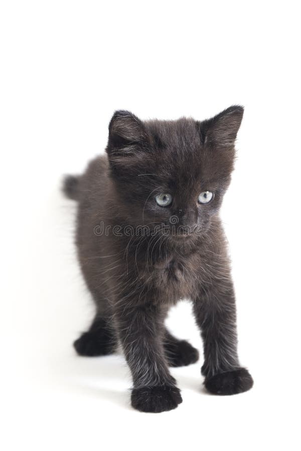 Mixedbreed Kätzchen der schwarze Katze isoliert auf Weiß lizenzfreie stockfotografie