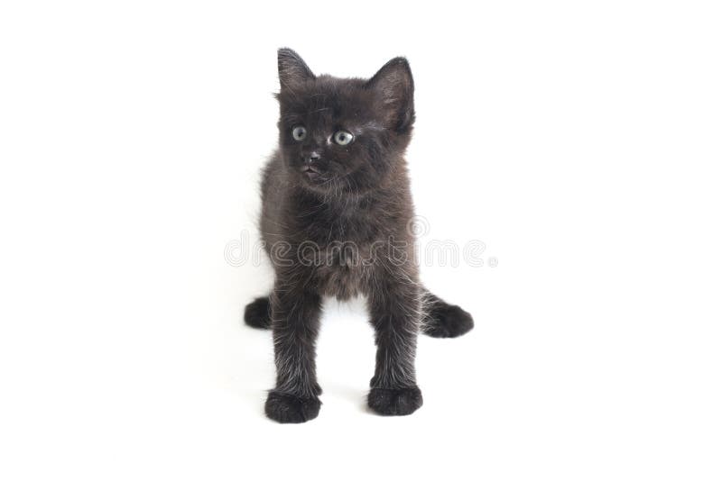 Mixedbreed Kätzchen der schwarze Katze isoliert auf Weiß lizenzfreies stockbild