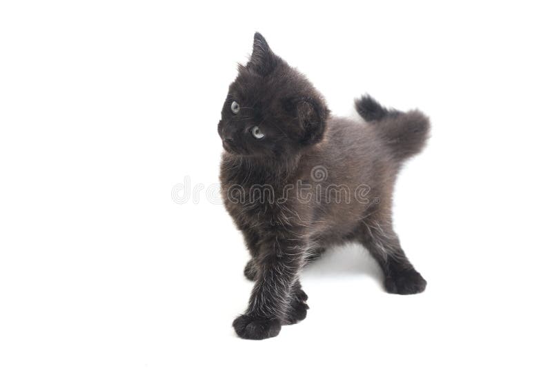 Mixedbreed Kätzchen der schwarze Katze isoliert auf Weiß lizenzfreie stockbilder