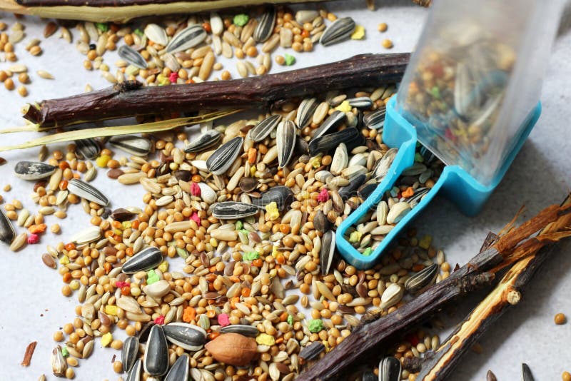 A Mixture of Grains for Birds, Food for Parrots Stock Photo Image of healthy, nature 218434406