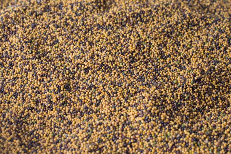 A Mixture of Yellow and Black Mustard Seeds Stock Photo Image of