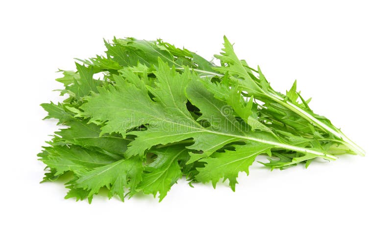 Mizuna Mustard Greens