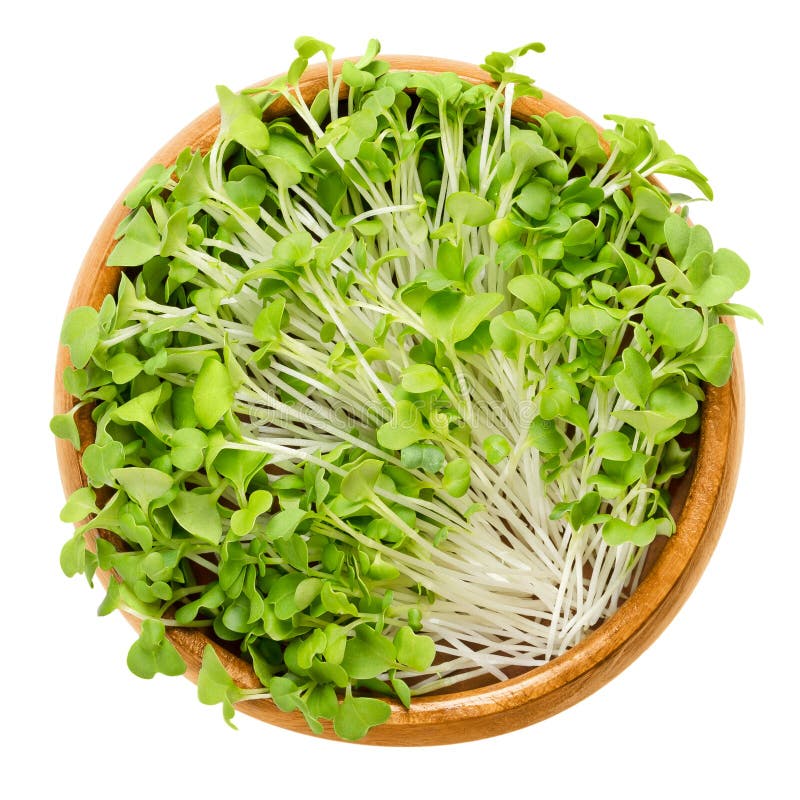 Mizuna sprouts in wooden bowl