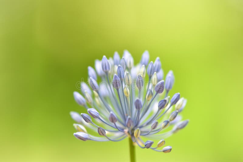 Miękka część skupiał się pięknego kwiatu - Allium caeruleum kuli ziemskiej błękitna cebula lub ornamentacyjna cebula, nieba, kwit zdjęcie stock Miękka część skupiał się pięknego kwiatu - Allium caeruleum kuli ziemskiej błękitna cebula lub ornamentacyjna cebula, nieba, kwit zdjęcie stock