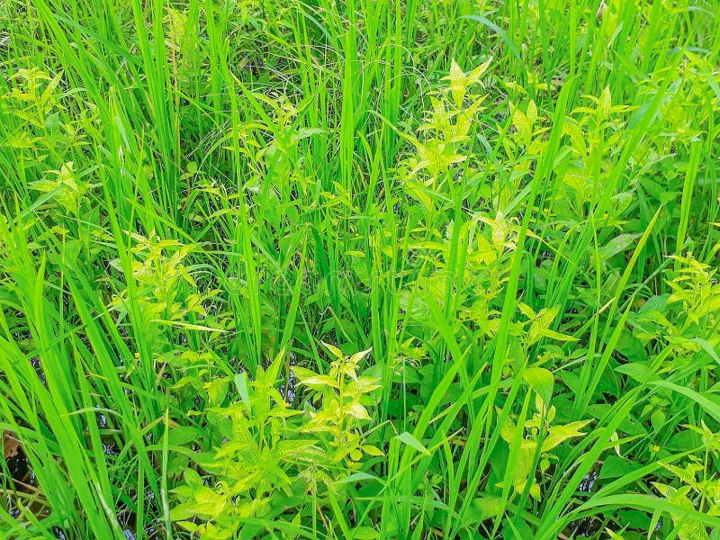 Miękka ostrości powierzchni tekstura Ludwigia hyssopifolia, OnagraceaeÂ, świrzepa w irlandczyków ryż polu w Tajlandia zdjęcia stock Miękka ostrości powierzchni tekstura Ludwigia hyssopifolia, OnagraceaeÂ, świrzepa w irlandczyków ryż polu w Tajlandia zdjęcia stock