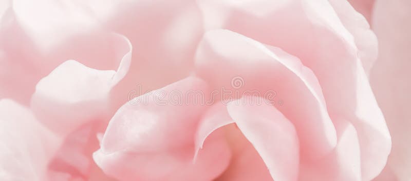 Miękki fokus abstrakcyjny kwiatowy tło różowe płatki kwiatowe. tło makr kwiatów do projektowania wakacji