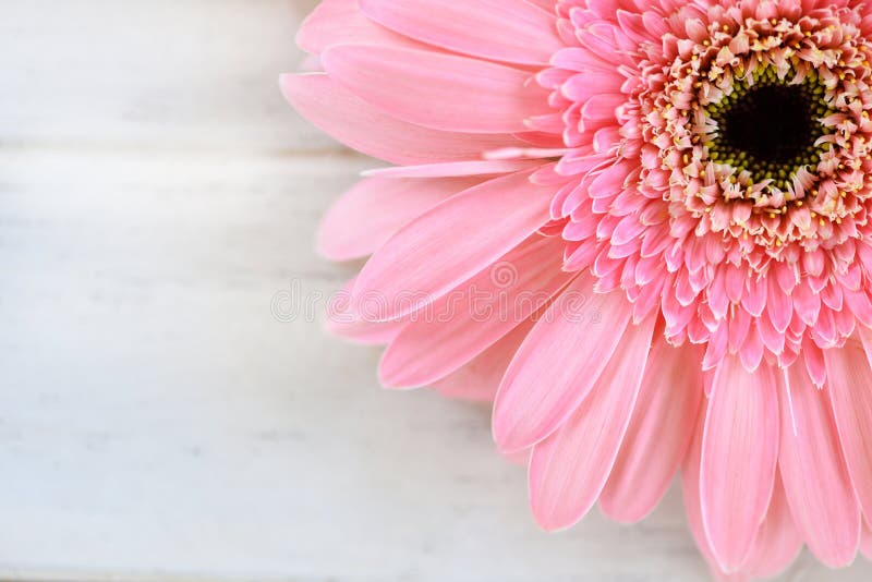 Miękkich części menchie kwitną gerbera stokrotki na bielu stołu tle obraz stock Miękkich części menchie kwitną gerbera stokrotki na bielu stołu tle obraz stock
