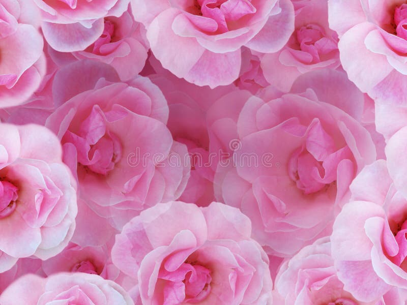miękkie różowe róże
