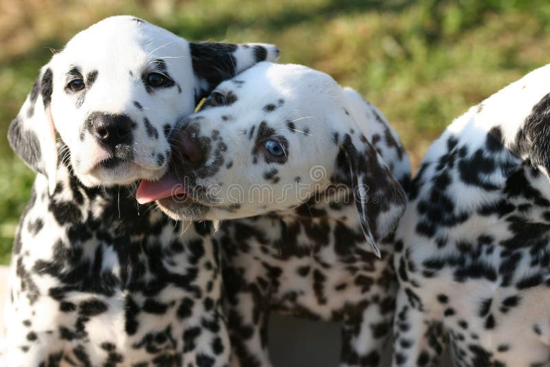 Picture of a liver spotted Dalmatian puppy licking some milk off her black spotted sister. Picture of a liver spotted Dalmatian puppy licking some milk off her black spotted sister