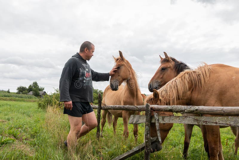 Minsk. Belarus. 07.09.2022. A man in a T-shirt with a cross strokes the horses in the meadow. Grazing horses. Minsk. Belarus. 07.09.2022. A man in a T-shirt with a cross strokes the horses in the meadow. Grazing horses.