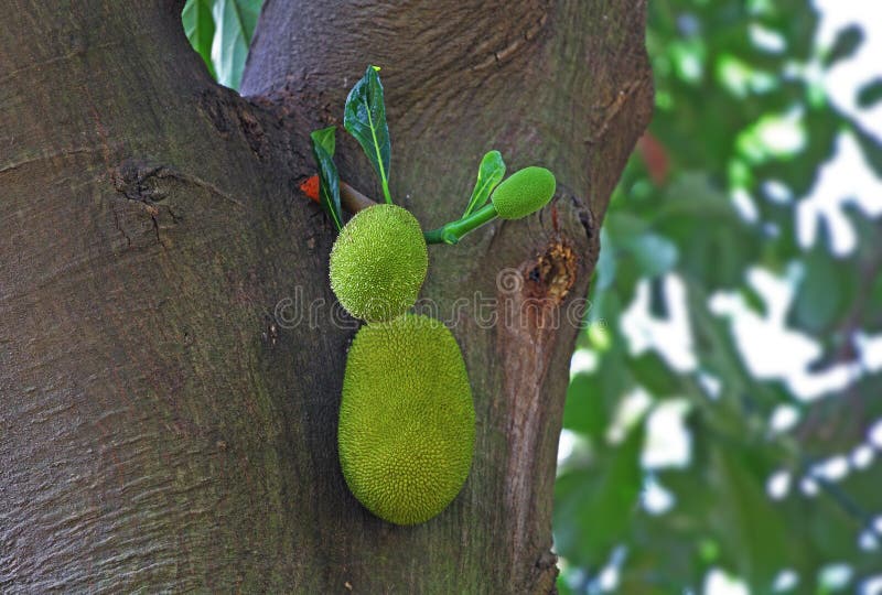 Mjuka Jack Fruits arkivbilder
