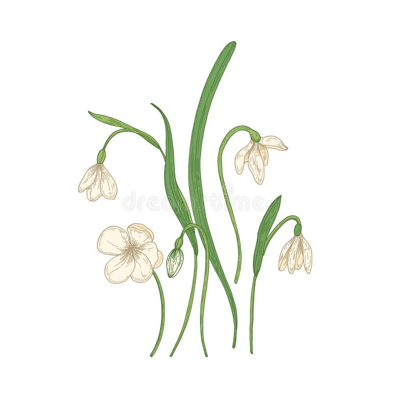 Mjuka snödroppeblommor som isoleras på vit bakgrund Detaljerad teckning av den lösa perenna blomma växten för vårskogsmark royaltyfri illustrationer