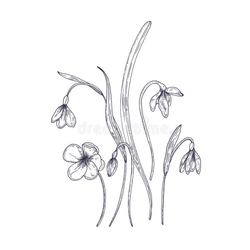 Mjuka snödroppeblommor som isoleras på vit bakgrund Detaljerad teckning av den lösa perenna blomma växten för vårskogsmark stock illustrationer