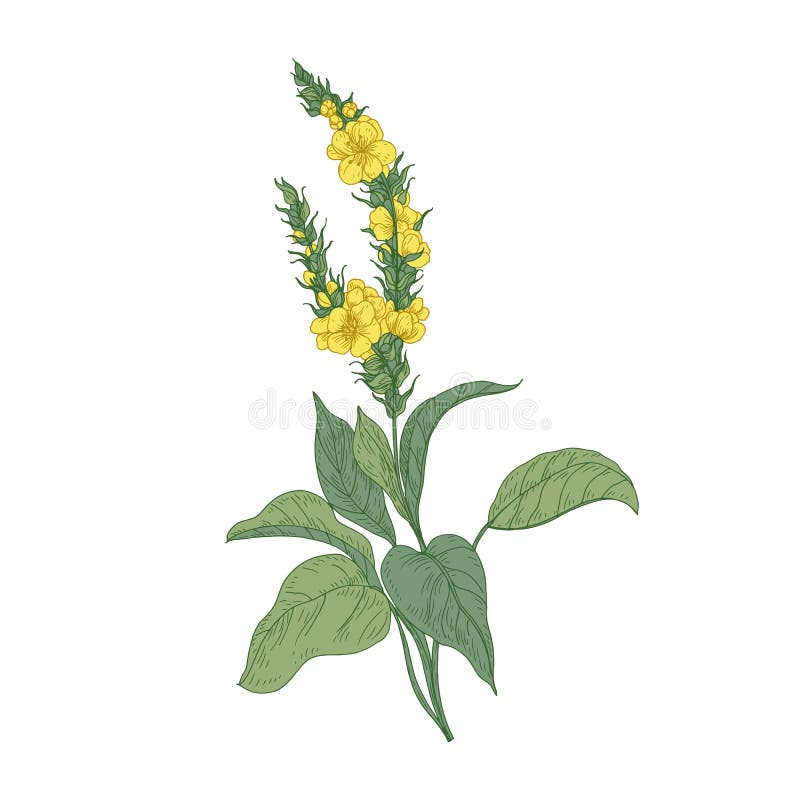 Mjuka verbascum- eller mulleinblommor som isoleras på vit bakgrund Detaljerad teckning av den lösa perenna örtartade växten royaltyfri illustrationer