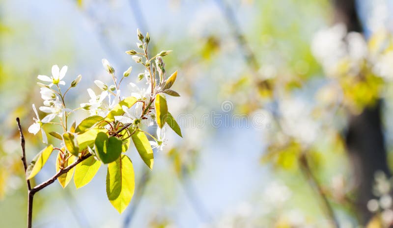 Mjukt mjukt kort för vårnaturinbjudan Trädfilial som blomstrar det vita kronbladblommalandskapet easter springtime royaltyfria foton Mjukt mjukt kort för vårnaturinbjudan Trädfilial som blomstrar det vita kronbladblommalandskapet easter springtime royaltyfria foton