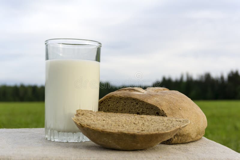 Mjölka och panera på en äng royaltyfria bilder Mjölka och panera på en äng royaltyfria bilder