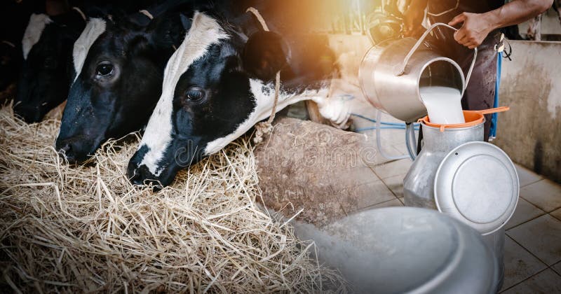 Mjölkboskap och jordbruksnäring: jordbrukare som häller obehandlad mjölk i behållare på nötkreatursgården. dubbla exponeringsbilde fotografering för bildbyråer