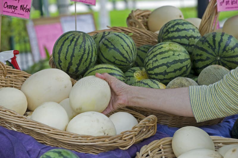 Farmers market customer picks over mellons to purchase. Farmers market customer picks over mellons to purchase