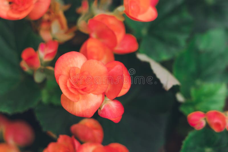 Mnodzy jaskrawi kwiaty tuberous begoni begoni tuberhybrida w ogr?dzie fotografia royalty free Mnodzy jaskrawi kwiaty tuberous begoni begoni tuberhybrida w ogr?dzie fotografia royalty free