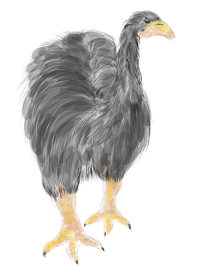 Moa royaltyfri illustrationer Moa royaltyfri illustrationer