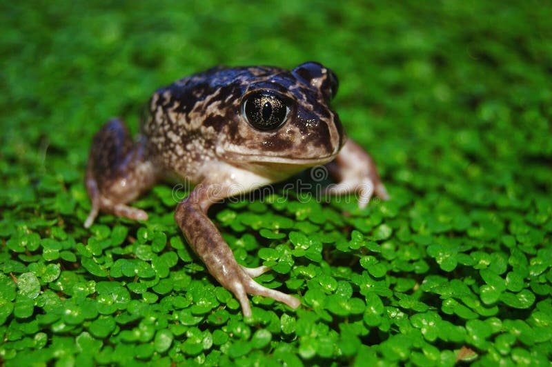 Moaning frog stock photo. Image of animal, anura, heleioporus 53779762