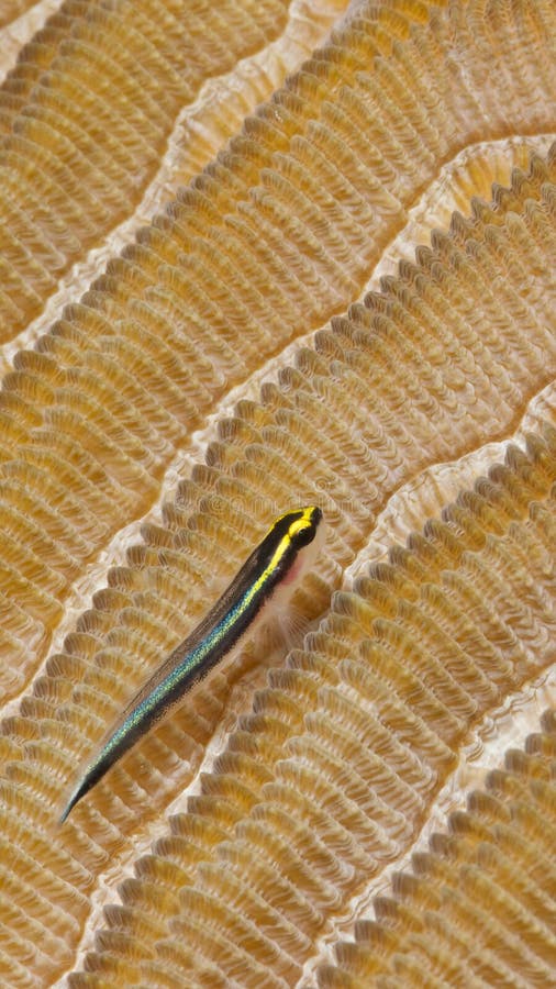 Mobiel telefoonbehang; goby woestijnachtergrond stock afbeeldingen Mobiel telefoonbehang; goby woestijnachtergrond stock afbeeldingen