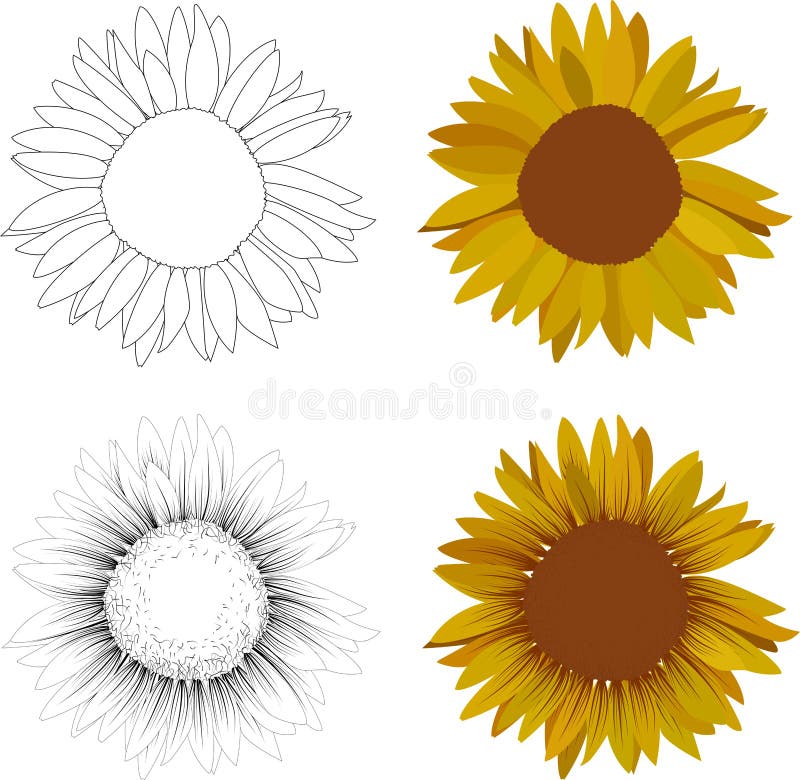 Sunflower, different styles. icon set of four flowers