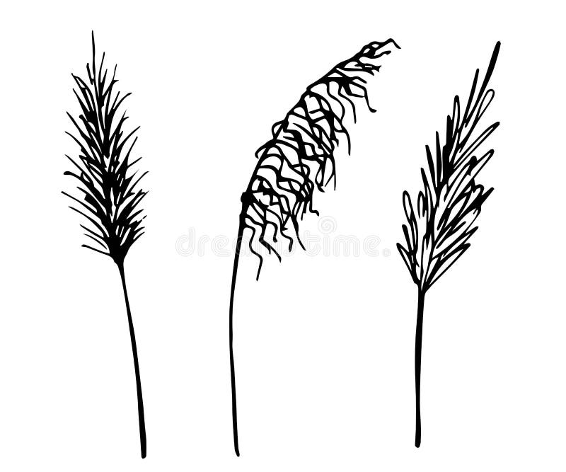 Hand Drawn Vector Drawing in Black Outline. Set of Panicle