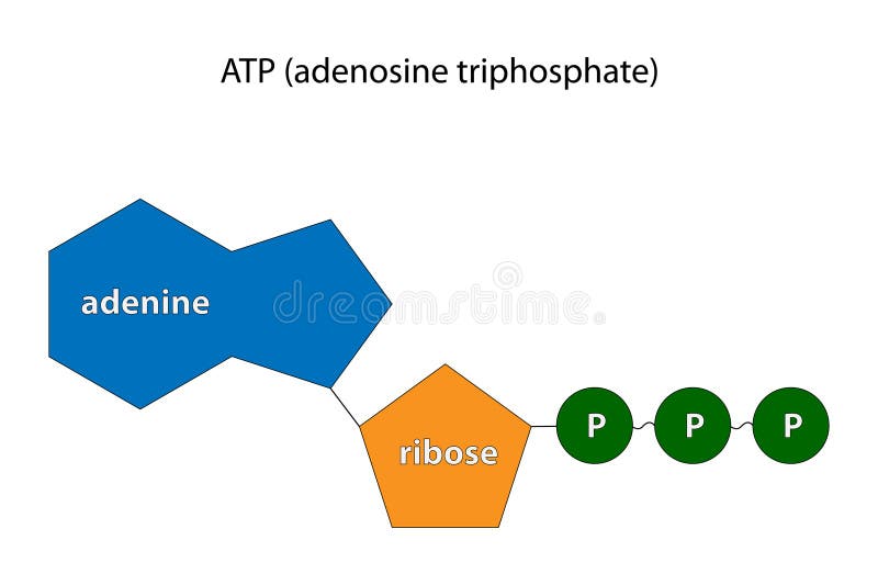 Adenosine triphosphate (ATP). Chemical formula.