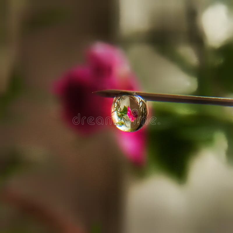 Mobile Macro Flower Nature Photography Stock Image Image of mobile