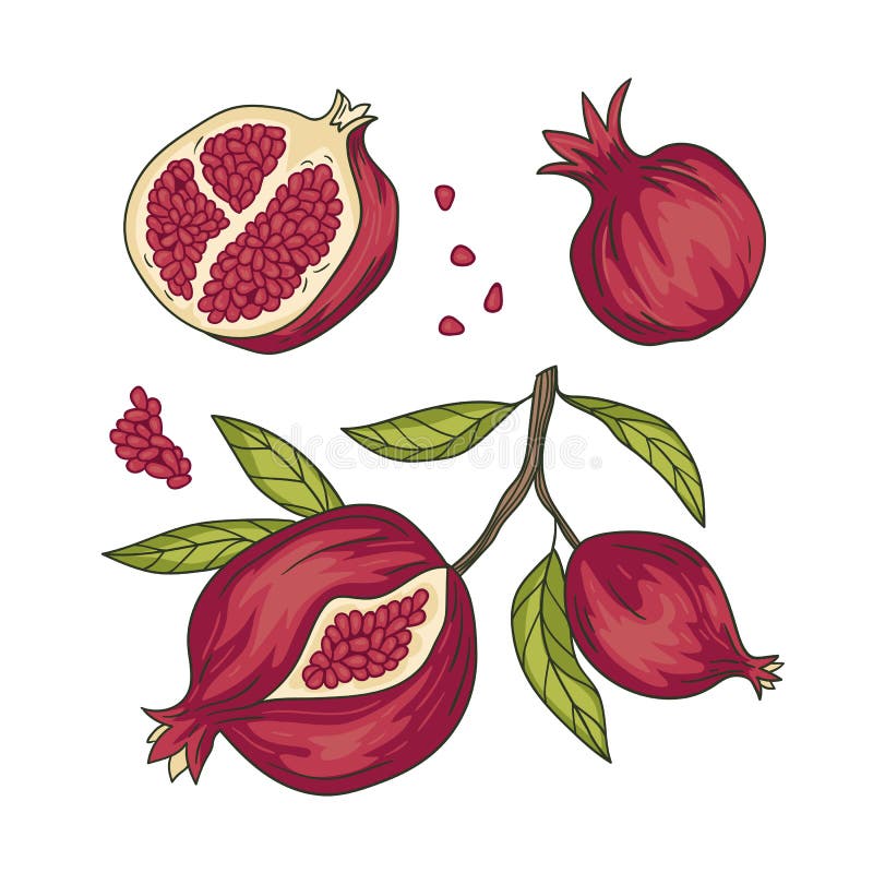 Vector bright elements design. Tropical vector set with pomegranate fruit while and slices with seeds. Armenian fruit collection.