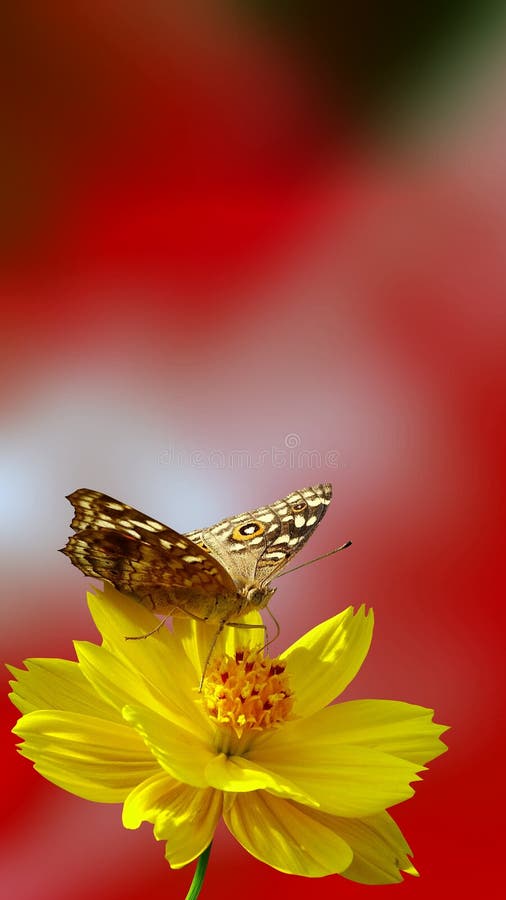 Mobile Wallpaper, Butterfly Sip Nectar of Cosmos Flower. Stock Photo -  Image of butterfly, aspect: 179629302