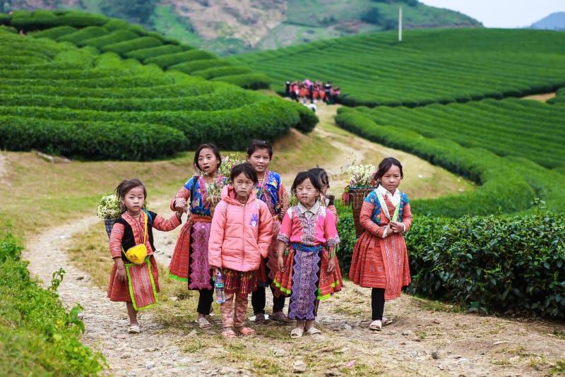 Moc Chau, Вьетнам - 4-ое ноября 2017: Пейзаж весны горы с blossoming сливой, маленькими девочками Hmong нося flowe капусты