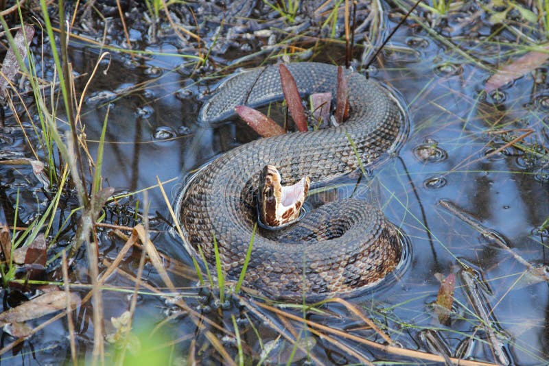 Mocassin D'eau Ou Serpent De Cottonmouth En Floride Du Sud Photo stock