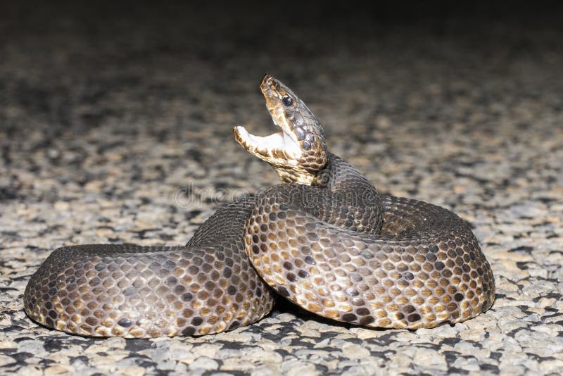 Mocasín De Agua O Serpiente Del Cottonmouth En La Florida Del Sur Foto