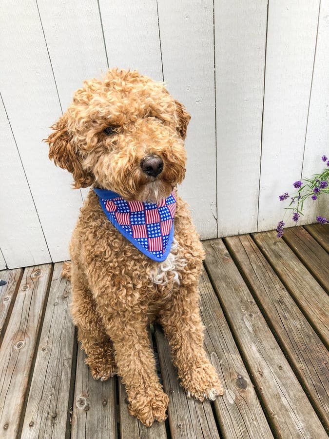 Mocha Australian Labradoodle Stock Photo Image of friend, labradoodle 224294992