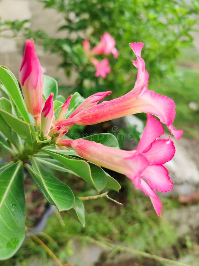 Mock azalea adenium multiflorum impala lily. Rosa blommor nära adenium ökenmock azalea adenium multiflorum impala lida.