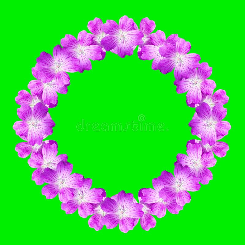 Mock up round floral frame from flowers of wild geranium isolated on green background stock illustration Mock up round floral frame from flowers of wild geranium isolated on green background stock illustration